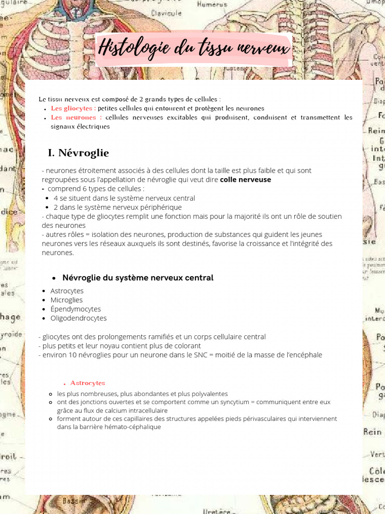 Histologie du tissu nerveux | PDF | Neurone | Myéline