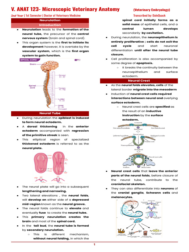 Neurulation and Neural Tube Formation | PDF | Nervous System | Neuroscience