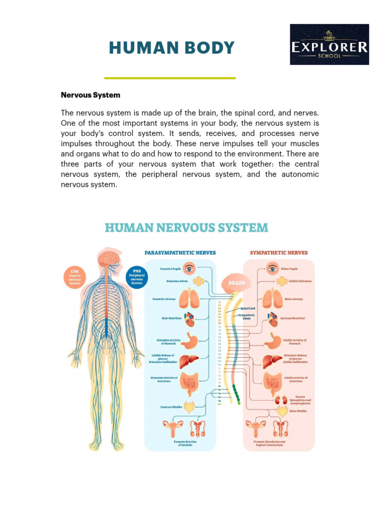 Overview of the Human Nervous System | PDF | Self-Improvement