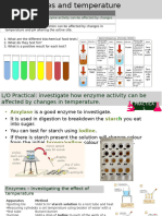 Temperature Effects on Amylase Activity | PDF | Starch | Experiment