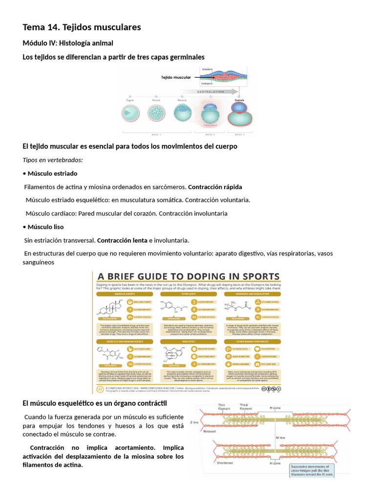 Tema 14. Bio I | PDF | Músculo | Contracción muscular