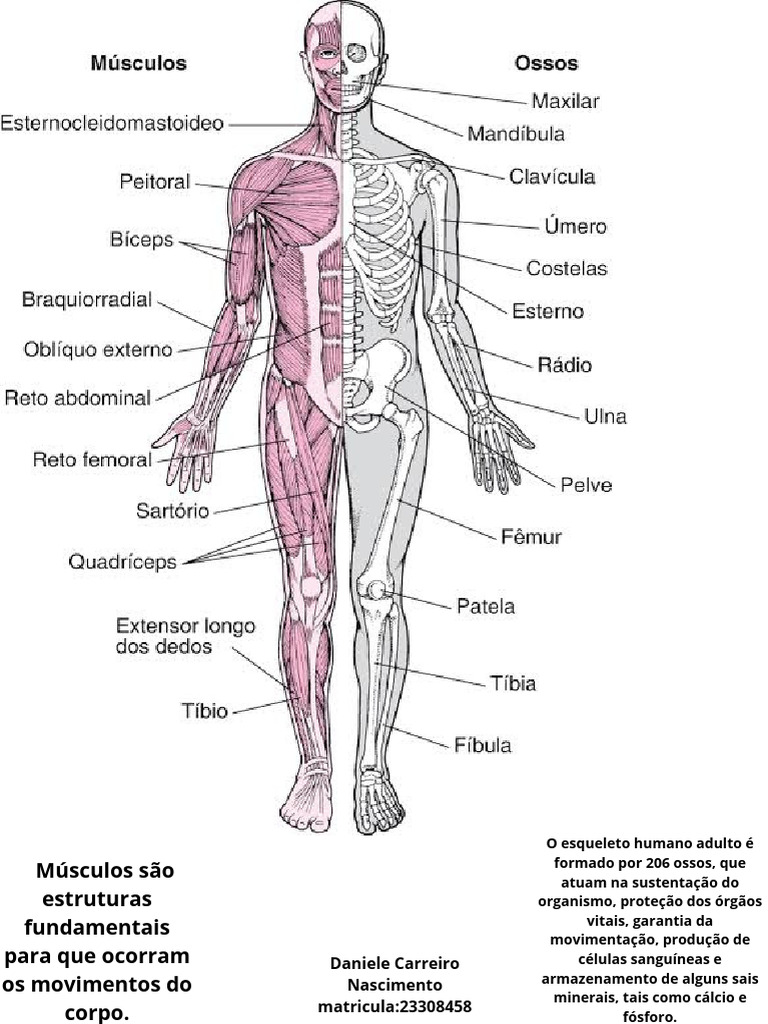 Funções dos Músculos e Ossos Humanos | PDF