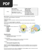 Estructura del Cráneo: Endobase y Exobase | PDF | Otorrinolaringología ...
