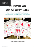 Muscular Anatomy 101