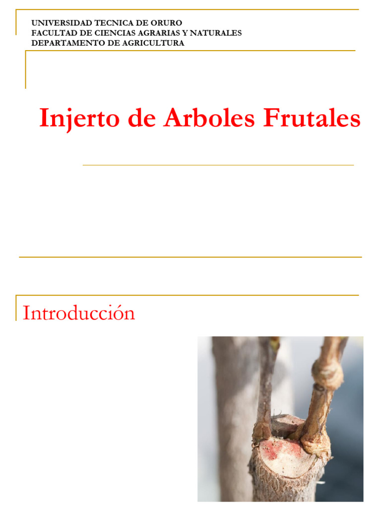 Guía Completa de Injertos de Árboles Frutales | PDF | Injerto | Arboles