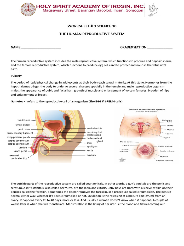 Human Reproductive System Overview | PDF | Reproductive System | Testicle