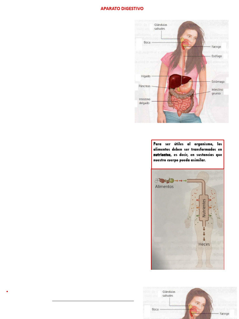 Ut 4 Ap Digestivo Pdf Sistema Digestivo Humano Digestión