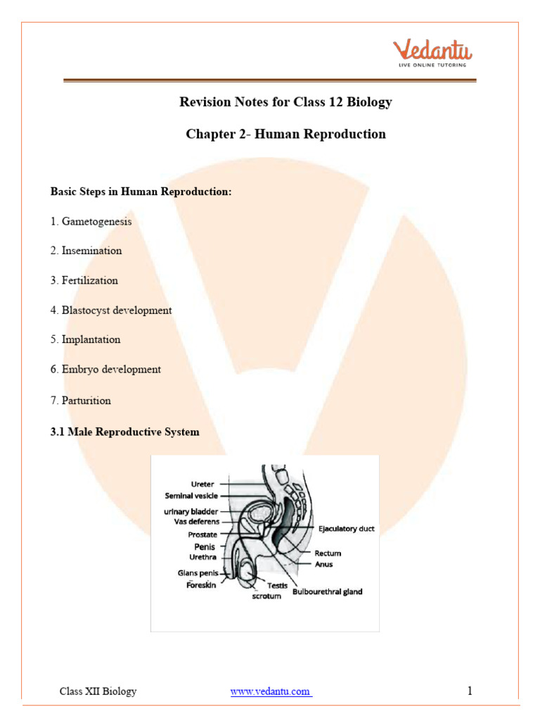 Class 12 Human Reproduction Notes | PDF | Menstrual Cycle | Luteinizing ...
