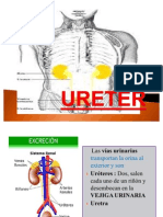 Ureter