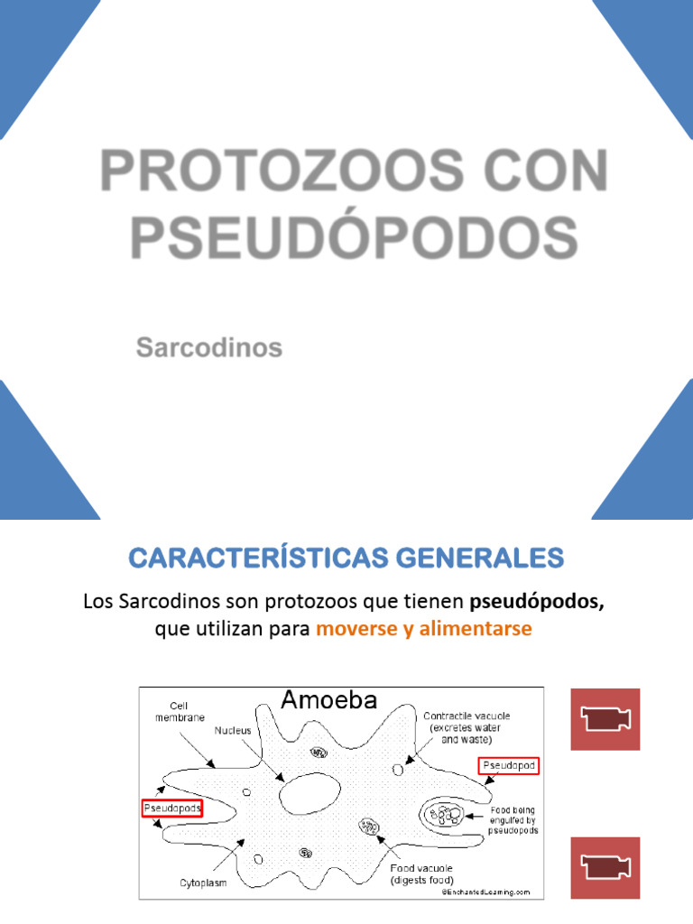 Copia de 07 Protozoos con pseudópodos (1) | PDF | Microbiología ...