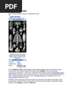 Download Basidiomycota by Dila Bayu Saputry SN78416114 doc pdf