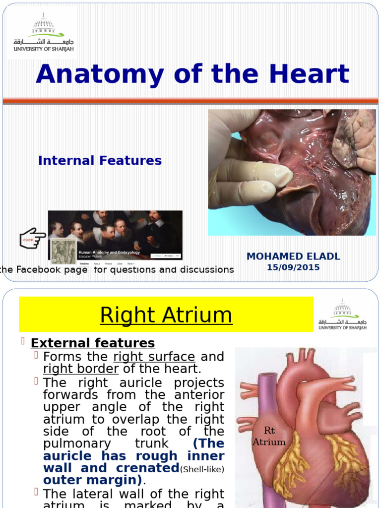 Anatomy of the Human Heart | PDF | Heart Valve | Ventricle (Heart)