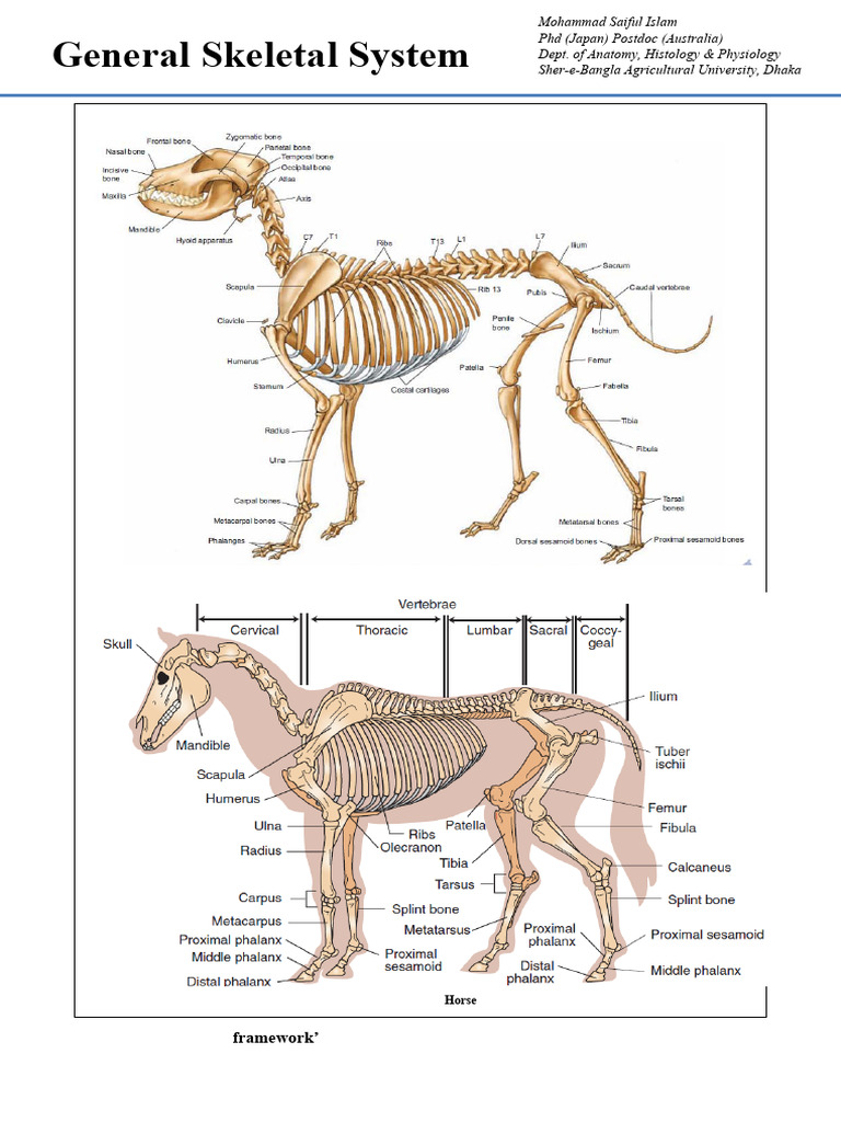 Overview of the Skeletal System | PDF | Vertebra | Vertebral Column