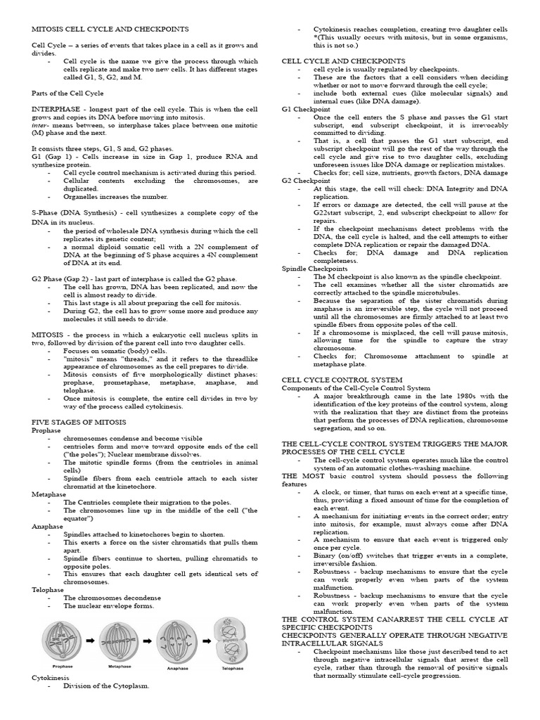 Mitosis Cell Cycle and Checkpoints | PDF | Mitosis | Sexual Reproduction