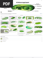 A Level Chloroplast Structure Diagram | PDF | Chloroplast | Cell (Biology)