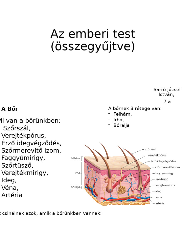Az Emberi Test | PDF