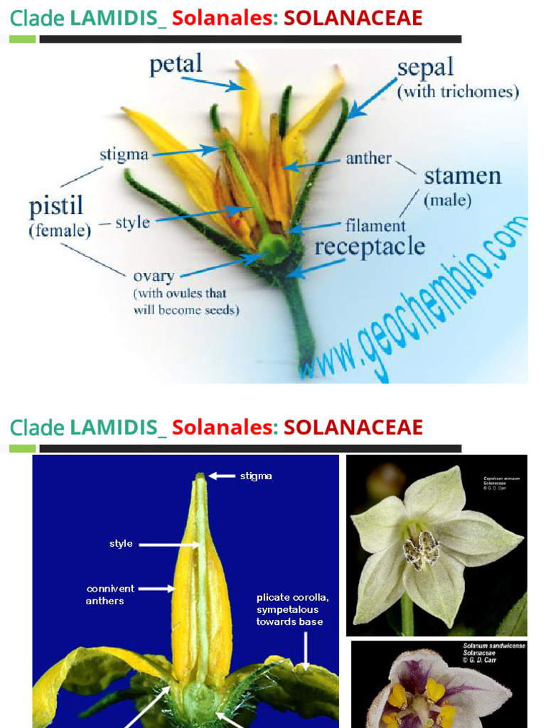 Solanaceae | PDF