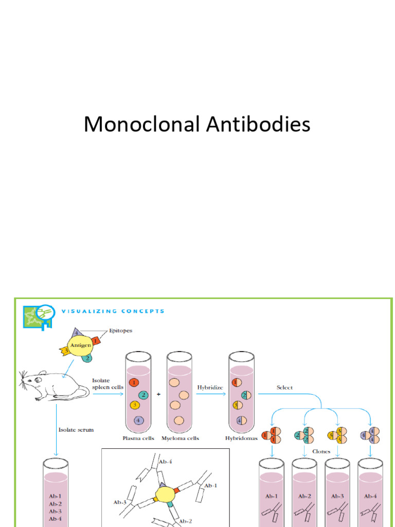 Monoclonal Antibody Production Guide | PDF