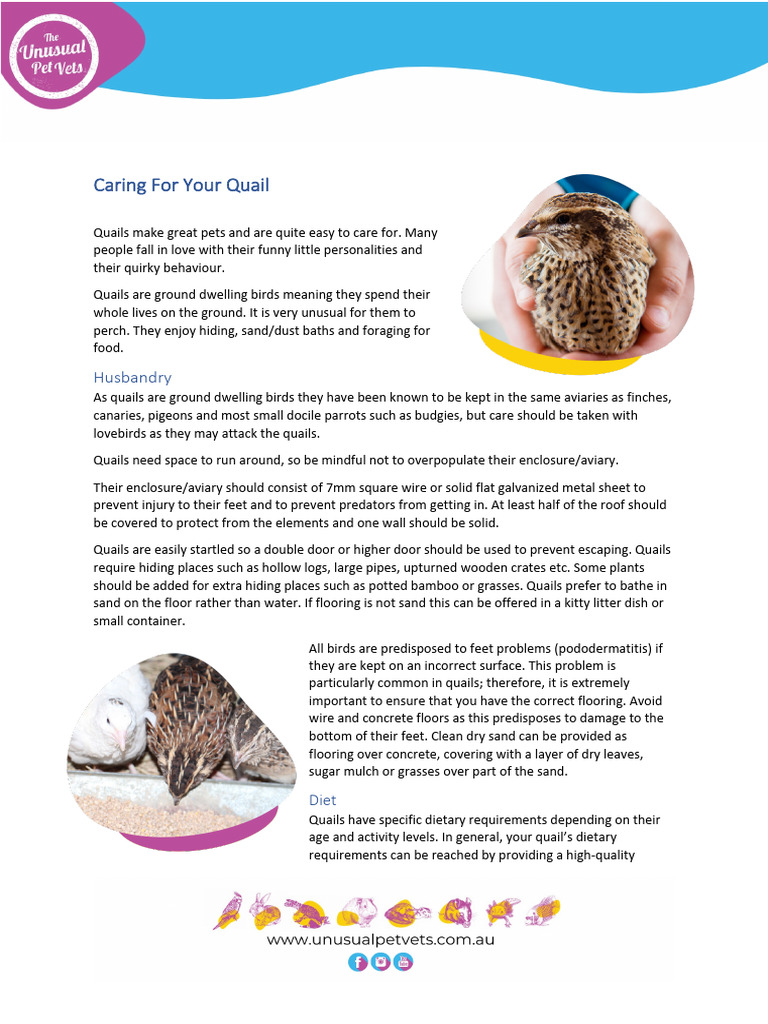 Essential Quail Care Guide | PDF | Diet (Nutrition) | Diet & Nutrition