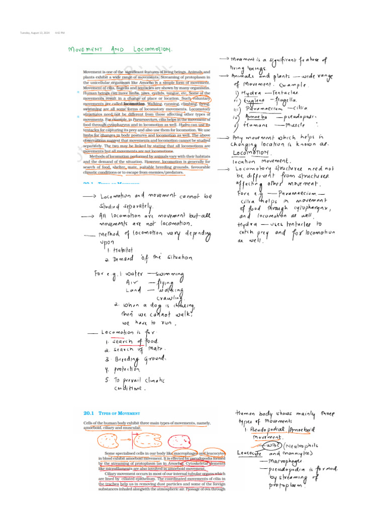 Muscle | PDF