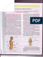 Cap I-Alcatuirea Corpului Uman