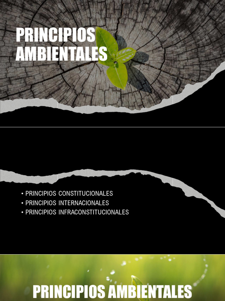 Principios Ambientales | PDF | Entorno natural | Sustentabilidad