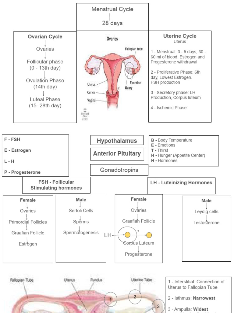 OB Normalsuntitled Presentation | PDF | Menstrual Cycle | Luteinizing ...