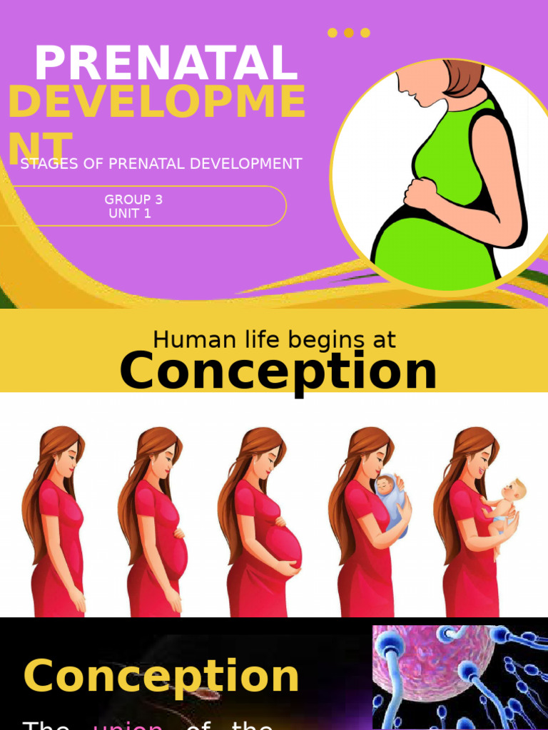 Stages of Prenatal Development Explained | PDF | Embryo | Fertilisation
