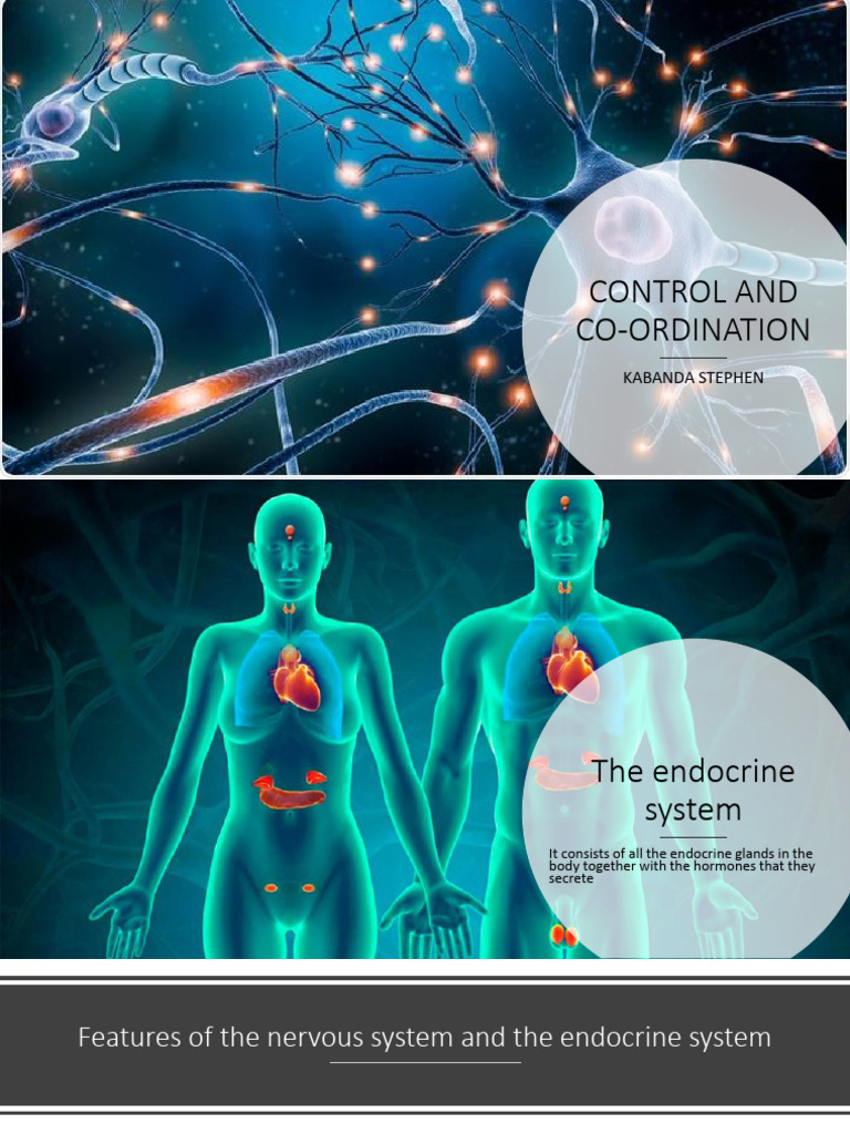 Control and Coordination 1 | PDF | Muscle Contraction | Chemical Synapse