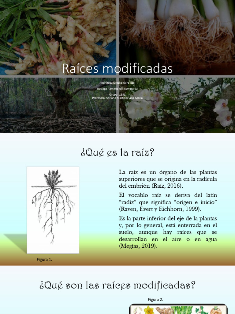 raices-modificadas- | PDF | Raíz | Tallo de la planta