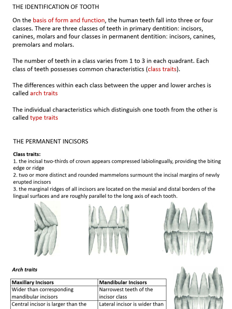 Summary of Descriptive Dental Anatomy | PDF | Dental Anatomy | Tooth
