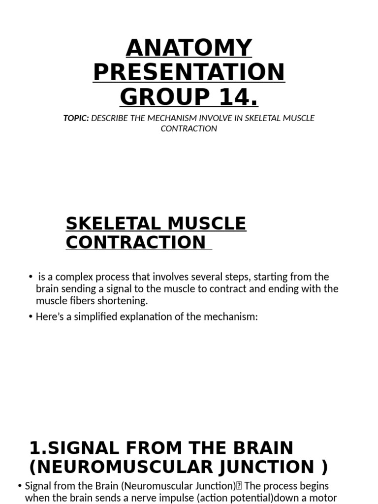 Mechanism of Skeletal Muscle Contraction | PDF | Muscle Contraction ...