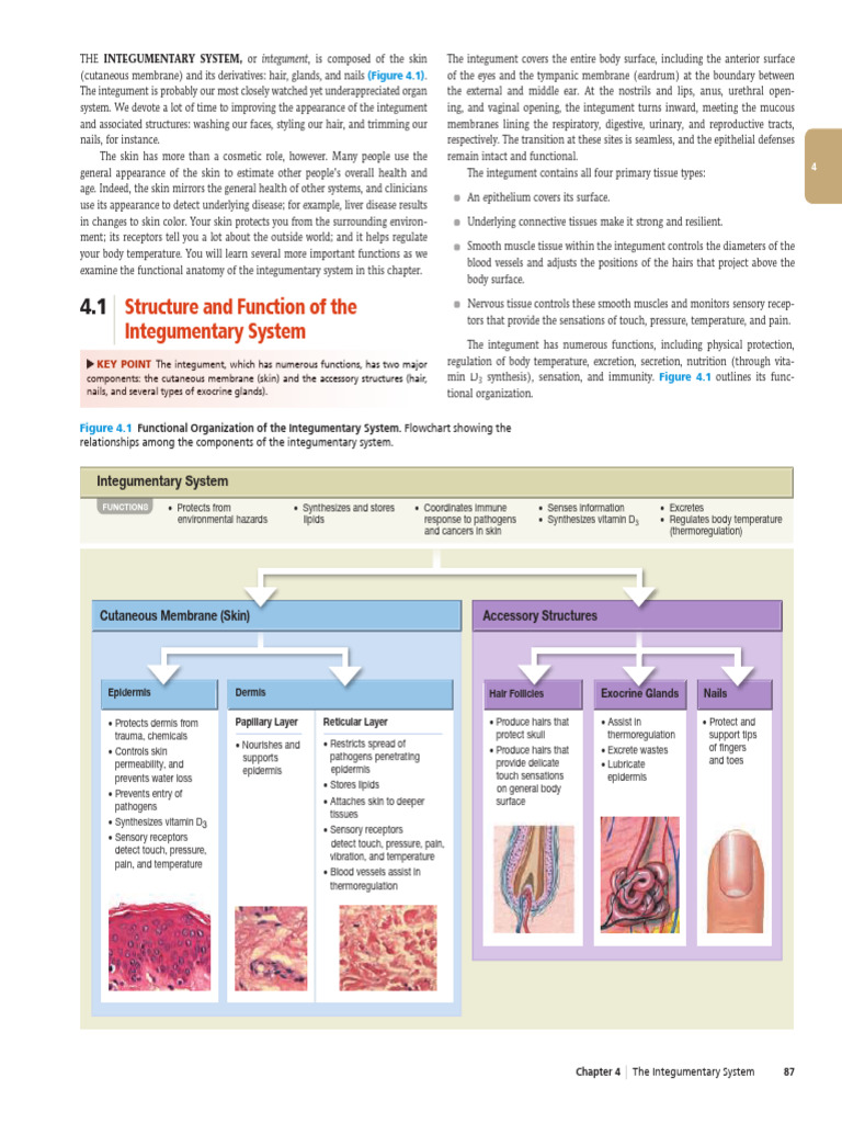 Integumentary System | PDF | Epidermis | Skin
