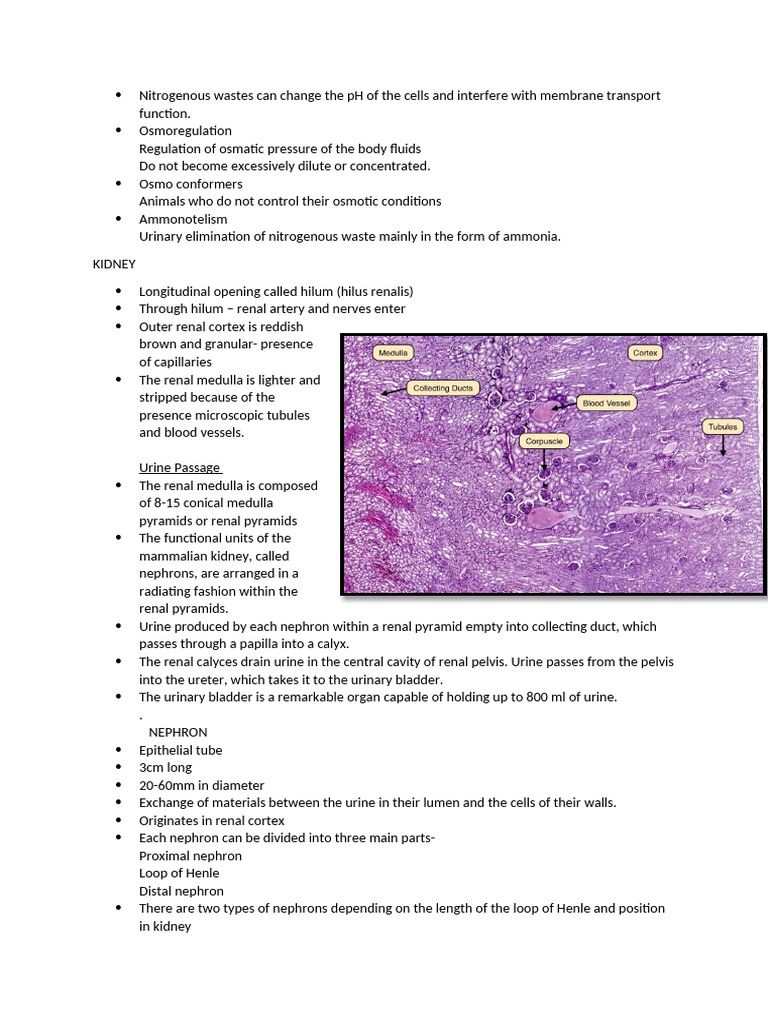 Anatomy visual data 4