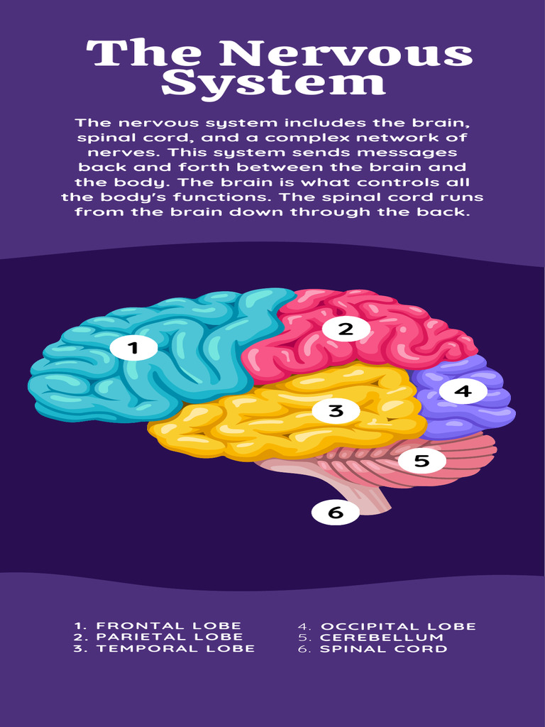 Nervous System Overview Infographic | PDF