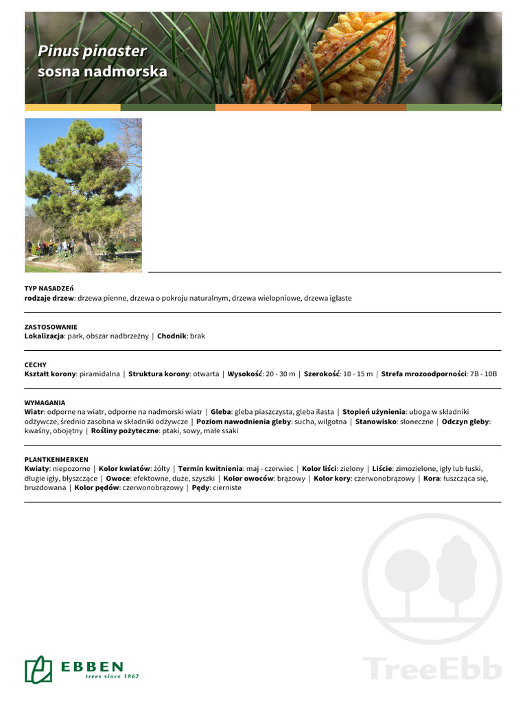 Pipinast Pinus Pinaster PL | PDF