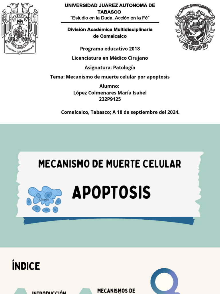 Mecanismos de Apoptosis Celular | PDF | Apoptosis | Bcl 2