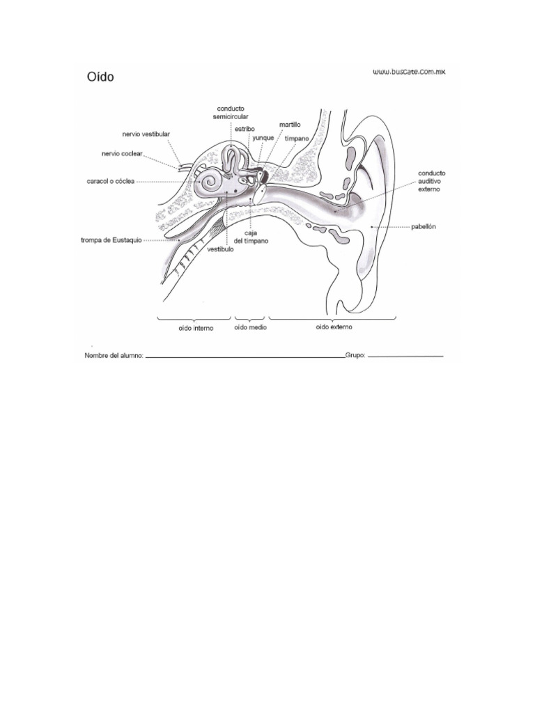 Oido | PDF