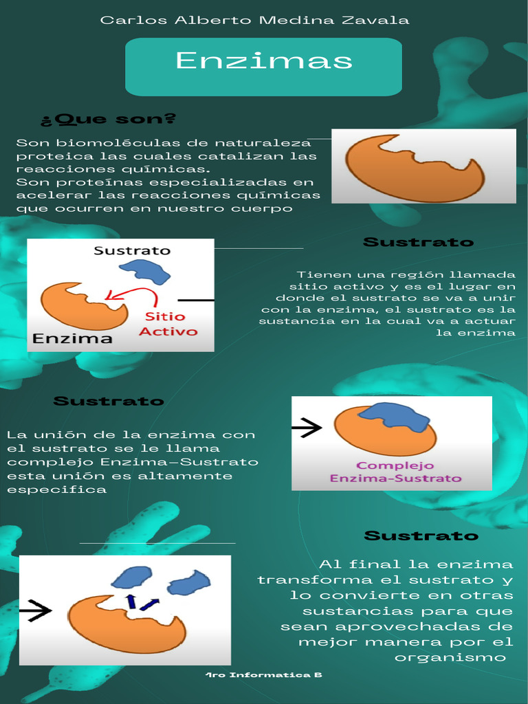 infograf-a-sobre-las-enzimas-y-su-funci-n-pdf-ciencia-y-matem-ticas
