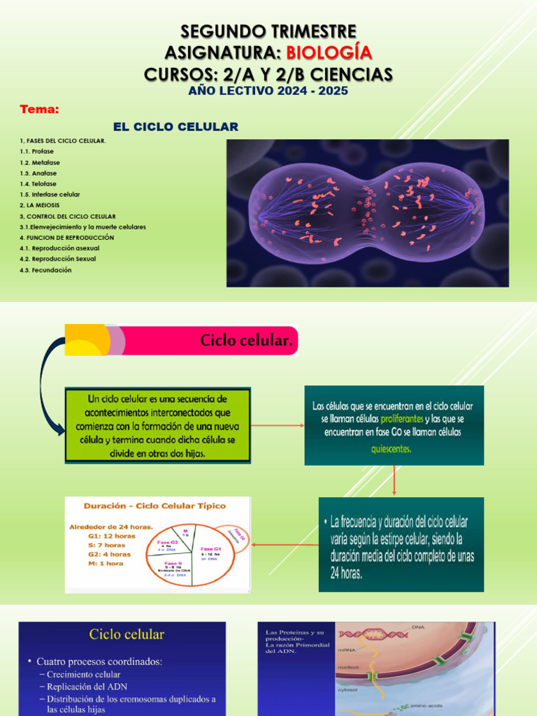 El Ciclo Celular | PDF | Sexo | Embrión