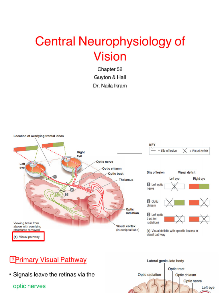 Neurophysiology of the Visual Pathway | PDF | Visual System | Visual Cortex