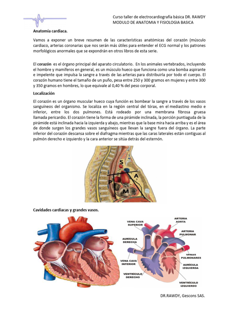 anatom-a-cardiaca-pdf-electrocardiografia-coraz-n