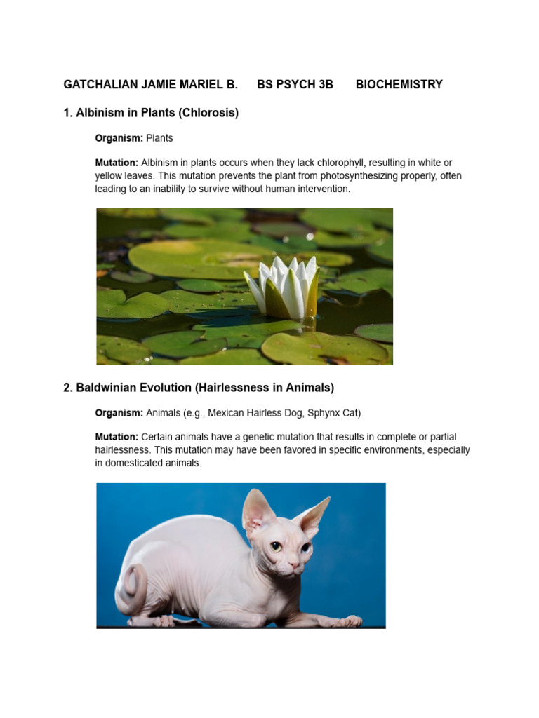 Bio Chem Assignment 1 | PDF