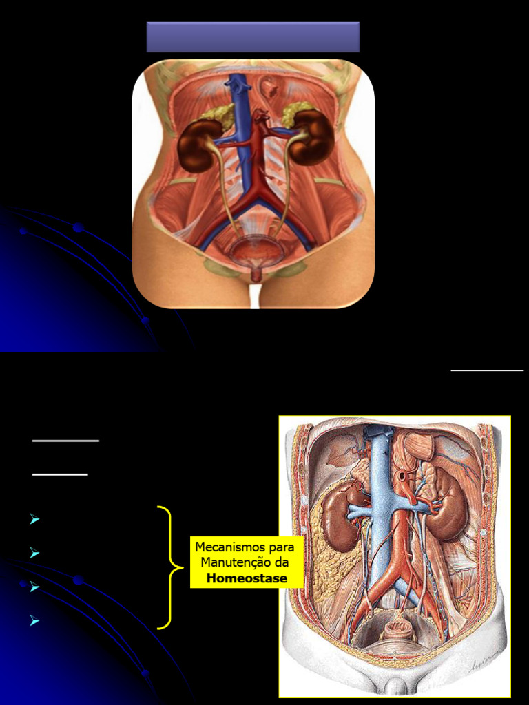 Estrutura e Função do Sistema Urinário | PDF | Rim | Anatomia