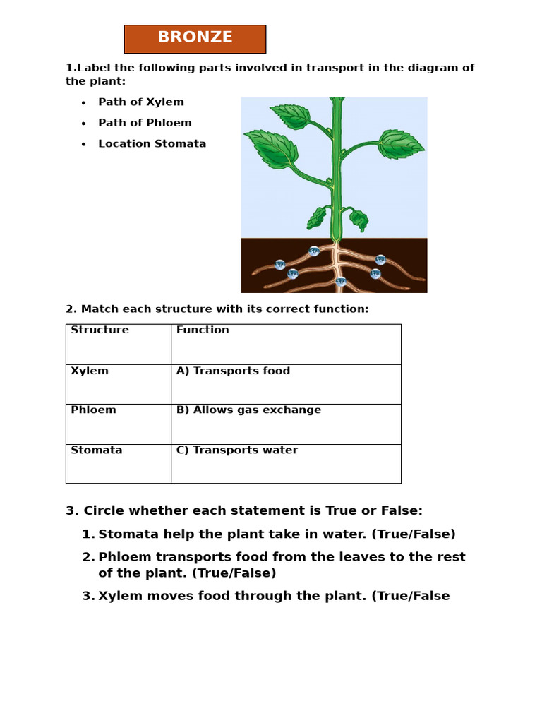 Plant support system | PDF | Leaf | Stoma