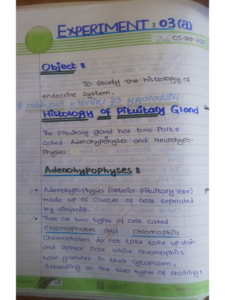 Experiment 3 A & B (Histology) | PDF