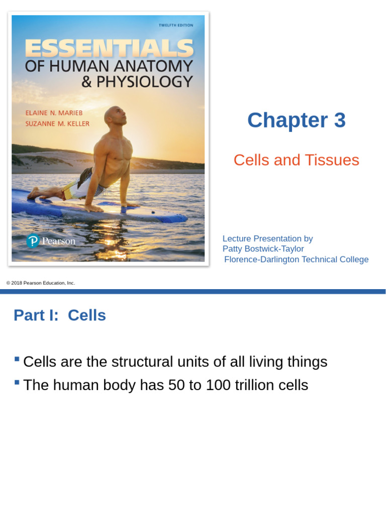 Anatomy of a Generalized Cell | PDF | Endoplasmic Reticulum | Cell Membrane