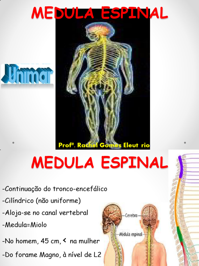 Estrutura e Função da Medula Espinal | PDF | Anatomia humana ...