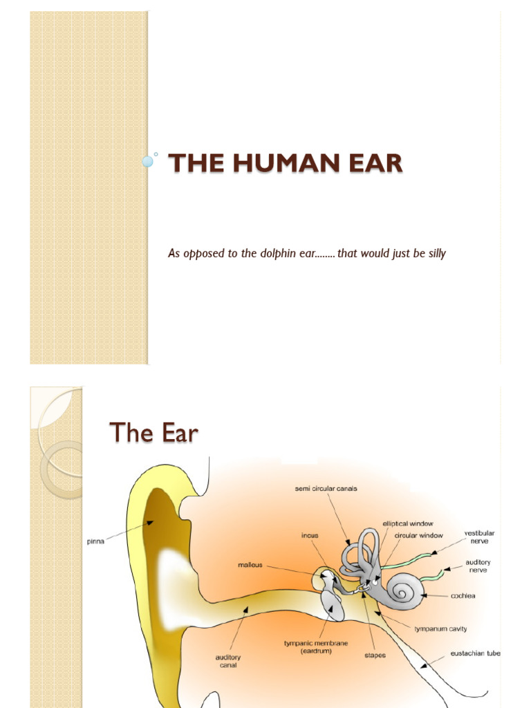 Anatomy and Function of the Ear | PDF | Ear | Auditory System