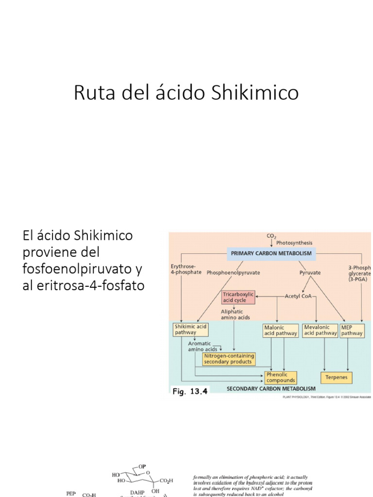 Acido Shikimico: Formula Chimica, Proprietà, Usi, Presenza In Natura - Foto 6